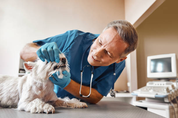 Best Knocked-Out Tooth (Avulsed Tooth) Treatment in Funny River, AK